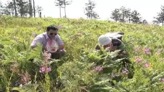 Frutat e pyllit, Bjeshkët e Pukës fshehin thesaret e kulinarisë - Ora News- Lajmi i fundit-