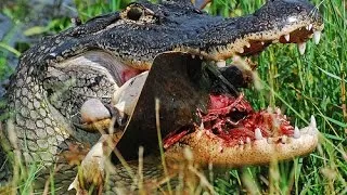 Alligator Crushes Turtle to Bloody Pieces
