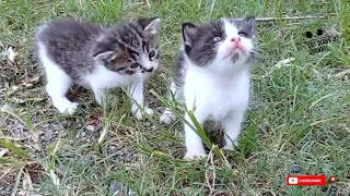 Cute kitten playing with its mother #asmr