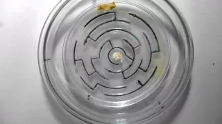 Slime mould solves maze: original video