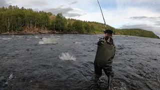 ГОРБУША И ВОЛОНТЁРЫ / PINK SALMON AND VOLUNTEERS