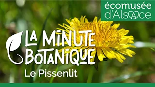 LA MINUTE BOTANIQUE - Le Pissenlit