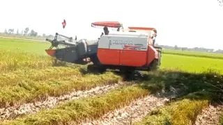 Farmers harvest rice using Kubota machine#001 1