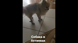 собака в ботинках