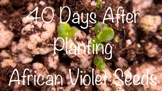 African Violet Hybridizing 40 Days After Planting Seeds