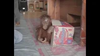 Frightened and dirty baby orangutan held captive by locals is rescued (menyelamatkan bayi oranguta)