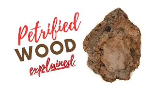 Unboxing Petrified Wood | Can it be used in jewelry? | Is it a fossil? Crystal?