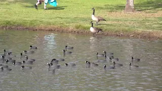Coots Flying at Carbon Canyon Park