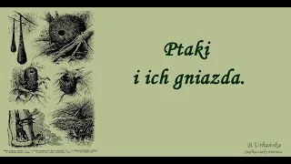 Film edukacyjny "Ptaki i ich gniazda"