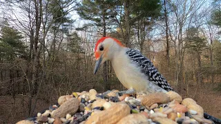 Red-Bellied Woodpecker call