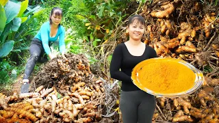 Harvesting Turmeric Goes to market sell - Fertilize vegetables | Phuong Daily Harvesting