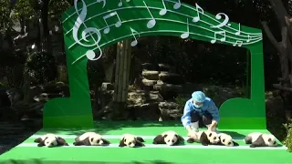 12 bébés pandas présentés au public