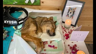 MY DOG DIED - PUTTING MY DOG TO SLEEP - EUTHANASIA