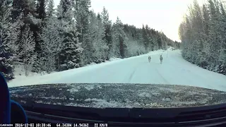 Passing Santa's Reindeer on Christmas shopping trip