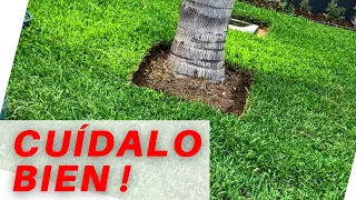 😃 PASOS para CUIDAR tu pasto en rollo RECIÉN sembrado