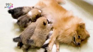 Pomeranian Dog Named Jimy Having A lovely Highlight Babies For The First Giving Birth !