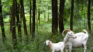 Goats take care of kudzu at Williams Creek