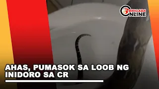 Ahas, pumasok sa loob ng inidoro sa CR