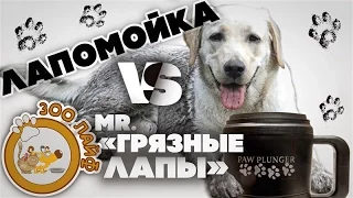 Лапомойка VS Мистер "грязные лапы"! Моем лапы лабрадору! Лабрадор Зуф.