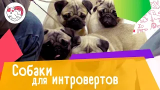 5 пород собак для интровертов