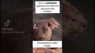 бобр моется