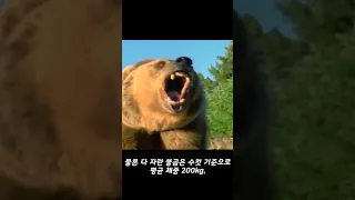 불곰을 단독으로 사냥하는 호랑이