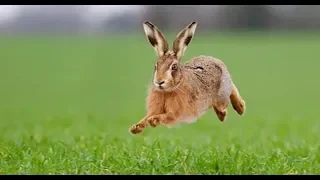 (18+) Охота на зайца с Зарой (сезон 2019-2020)