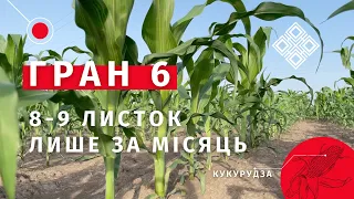 Середньорання кукурудза на зерно. Гран 6