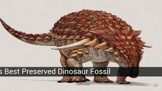 The most important fossils in the world