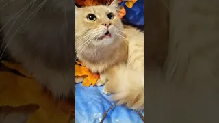 РЫЖИЙ 🐱 КОТ ПОДПЕВАЕТ ЮРИЮ АНТОНОВУ .