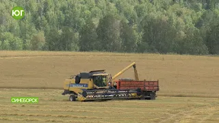 Уборочная страда в Шушенском районе.