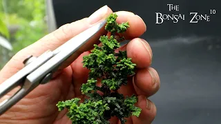 Pruning My Tiny Bonsai, The Bonsai Zone, July 2023