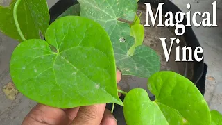 Magical Plant Vine | 6 Months Main Green Shade Ban Skta | Non Flowering  ​Vine for Summer Season