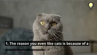 5 Reasons Why Cats are actually the Worst Pets