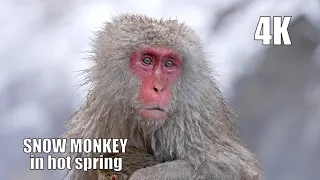 Japan's snow monkeys de-stress in hot springs, Cinematic video 4K