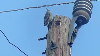 RED Bellied woodpecker please subscribe to my YouTube channel