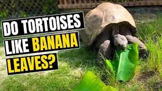 104 Year Old Tortoise Eats Giant Banana Leaf Mukbang