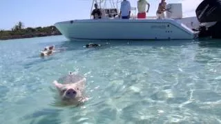 Swimming Pigs - Grand Isle Resort & Spa - Great Exuma, Bahamas