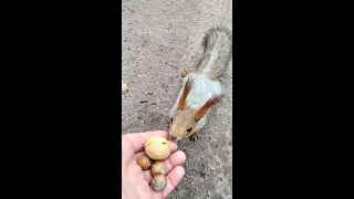 Орешек на прощанье / A parting nut