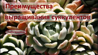 Преимущества выращивания суккулентов