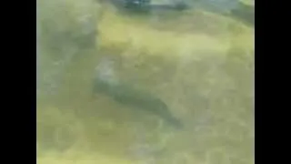 upland Murray cod swimming in clear water in the Ovens River