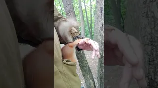 Белка ест орехи из моего кармана / Squirrel eats nuts from my pocket