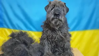 Schnauzer on Grooming | Stripping, Haircut