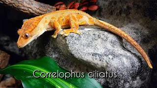 Correlophus ciliatus  - Der Kronengecko und sein Terrarium