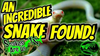 A Once in a Lifetime Snake!