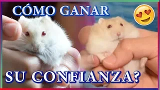 Cómo DOMESTICAR a mi HAMSTER