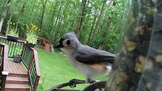 Birds on the bird feeder