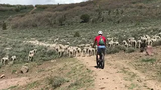 Surprised by Great Pyrenees Sheep Dogs while Mountain Biking in Heber, UT