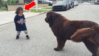 Niño grita al perro - Mira lo que hace el perro después!