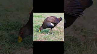 Tasmanian Native Hen